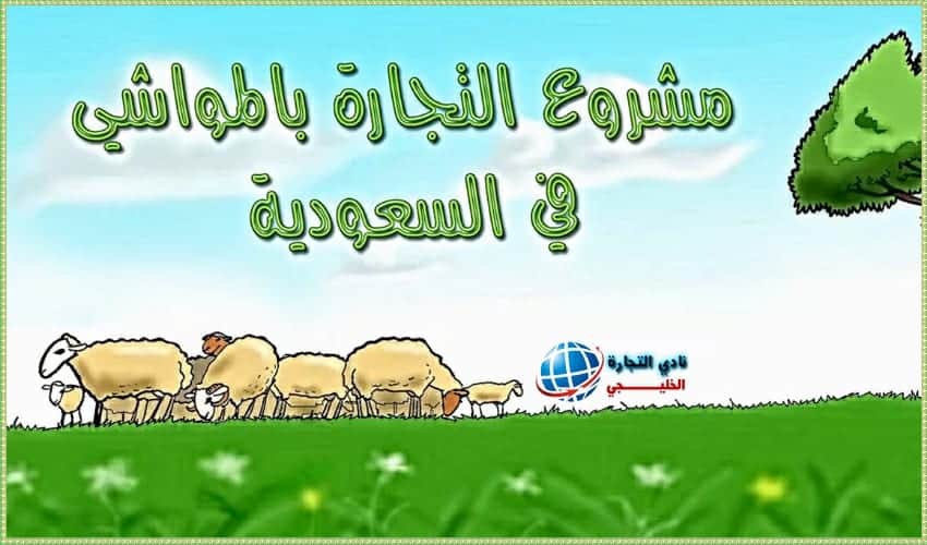 دراسة جدوي مشروع التجارة بالمواشي في السعودية