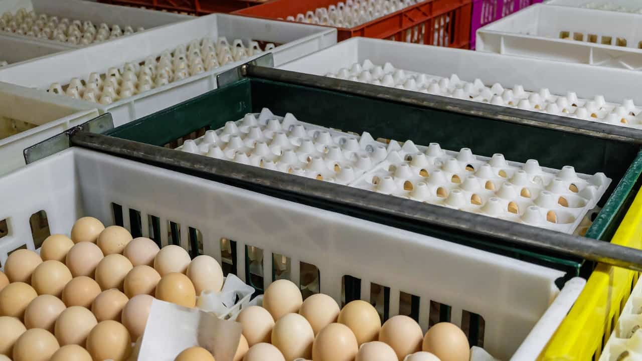 دراسة جدوى مشروع فقاسة بيض كاملة بكافة تفاصيلها