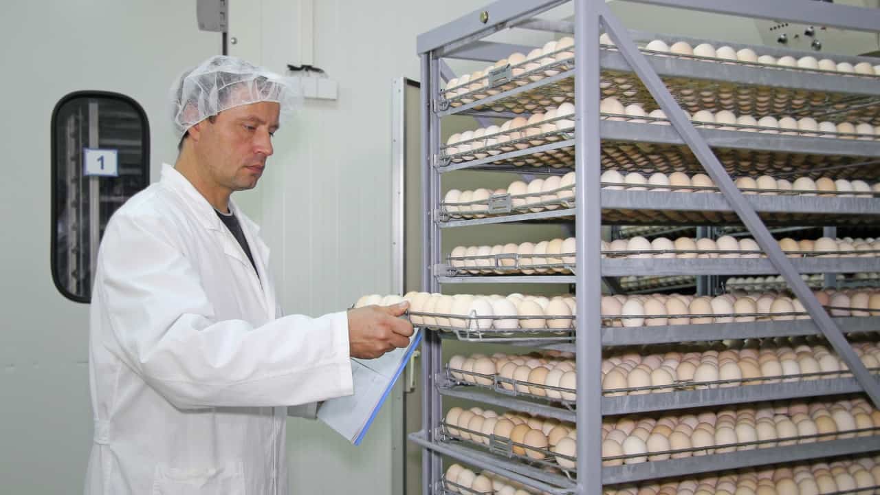 تجهيزات مشروع فقاسة بيض