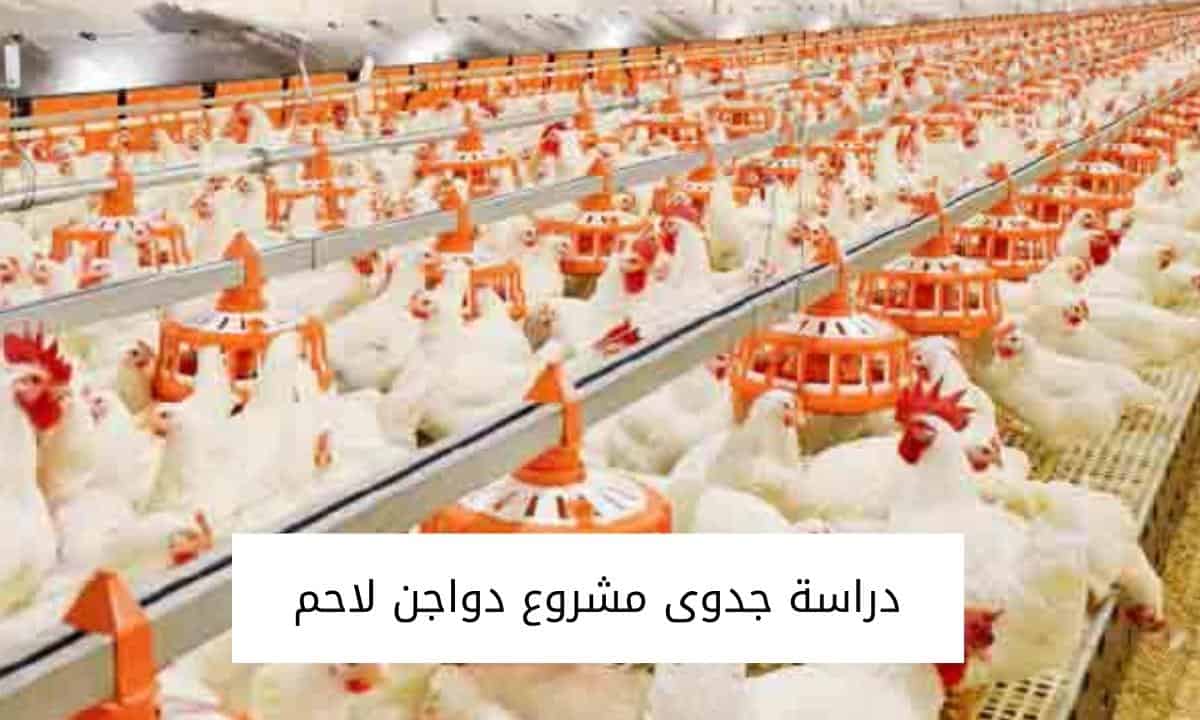دراسة جدوى مشروع دواجن لاحم