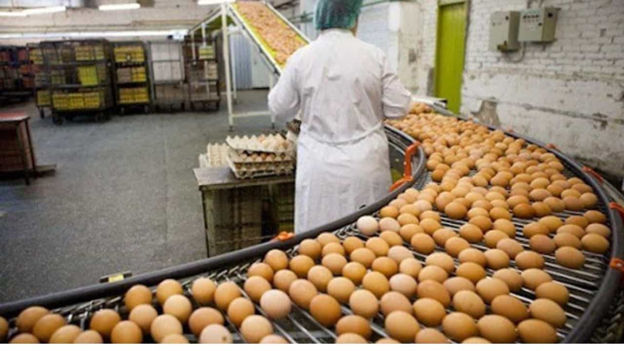 شروط نجاح فقاسة البيض