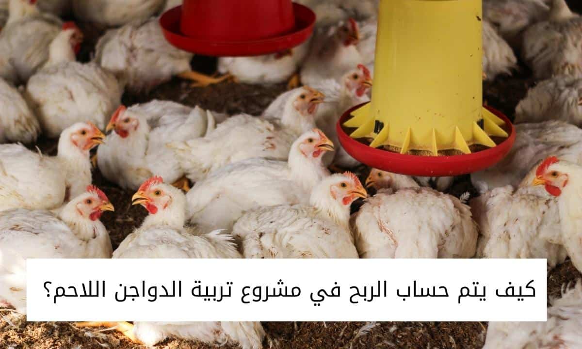 كيف يتم حساب الربح في مشروع تربية الدواجن اللاحم؟