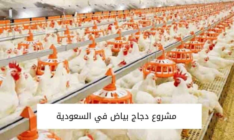 دراسة جدوى مشروع دجاج بياض في السعودية وتكلفة المشروع